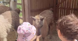 Lamas de là-bas - Balades ludiques et pédagogiques Lamas de là-bas - Balades ludiques et pédagogiques