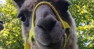 Lamas de là-bas - Balades ludiques et pédagogiques Lamas de là-bas - Balades ludiques et pédagogiques
