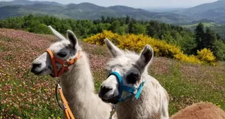 Lamas de là-bas - Balades ludiques et pédagogiques Lamas de là-bas - Balades ludiques et pédagogiques