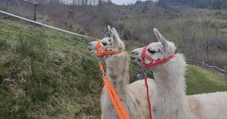 Lamas de là-bas - Balades ludiques et pédagogiques Lamas de là-bas - Balades ludiques et pédagogiques
