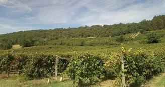 Cave Texier