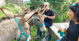Randonnée avec ânes à la journée Randonnée avec ânes à la journée