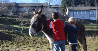 Chasse au trésor avec un âne Chasse au trésor avec un âne