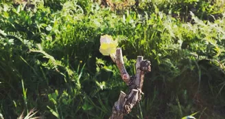 Domaine du Chêne Vert