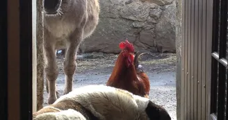 Balade et randonnée avec un âne - Le Mas des ânes Balade et randonnée avec un âne - Le Mas des ânes