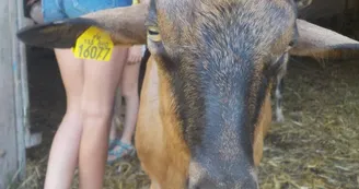 Balade avec les ânes du Coudoulet