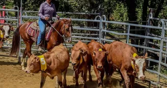 Cours d'équitation, randonnée