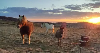 Mini ferme de Navas