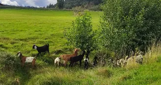 Mini ferme de Navas