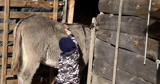 Visite de l'asinerie et/ou balade avec un âne baté Visite de l'asinerie et/ou balade avec un âne baté