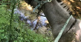 Visite de l'asinerie et/ou balade avec un âne baté Visite de l'asinerie et/ou balade avec un âne baté