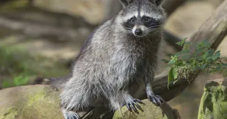 Les lodges au milieu des Ratons Laveurs Les lodges au milieu des Ratons Laveurs