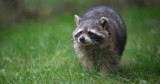 Les lodges au milieu des Ratons Laveurs Les lodges au milieu des Ratons Laveurs