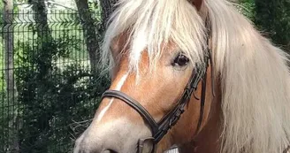 Randonnée Équestre Accompagnée - Equitation Chavetourte
