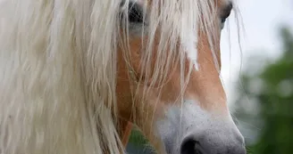 Randonnée Équestre Accompagnée - Equitation Chavetourte