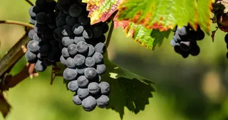 GAEC Domaine la Poudrière