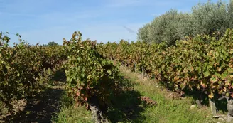 Domaine de Cousignac - aire de service camping-car