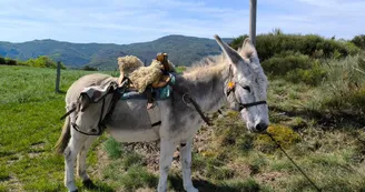 Escapade Pays'âne - Randonnée avec un âne