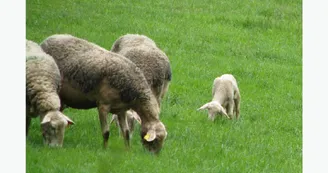 La Ferme Bobon La Ferme Bobon