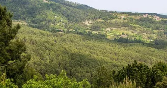 La Genette de Planzolles