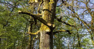Arbre des sorcières