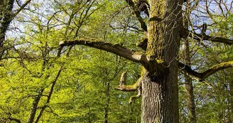 Arbre des sorcières
