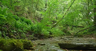 La forêt du buis