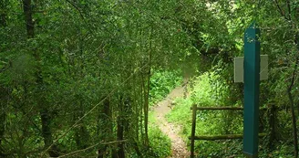 La forêt du buis