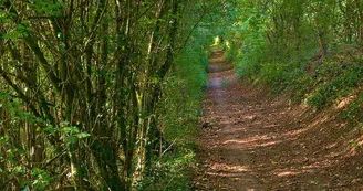 Forêt de l'altenberg