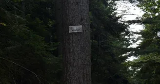 Pin weymout Pin weymout
