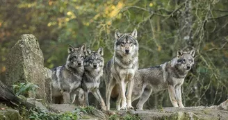 Parc animalier de Sainte-Croix