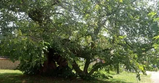 Orme champêtre