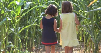 Labyrinthe de maïs