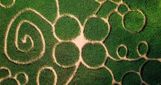 Labyrinthe de maïs