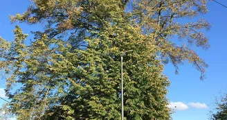 Tilleul à grandes feuilles Tilleul à grandes feuilles