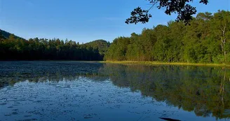 Réserve naturelle de l'étang de Lieschbach Réserve naturelle de l'étang de Lieschbach