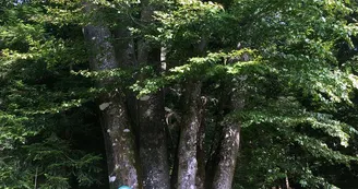 Les 7 frères