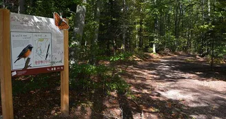 Tourbière de la tranchée de Docelles