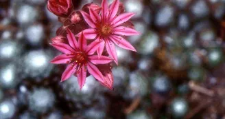 La réserve naturelle du Tanet - Gazon du Faing La réserve naturelle du Tanet - Gazon du Faing