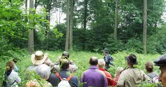Forêt de la Papiermühle Forêt de la Papiermühle
