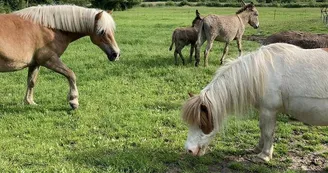 La Campagne du Ponyranch