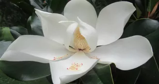 FLEUR DE MAGNIOLIA GRANDIFLORA