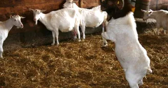 Ferme-du-Plessis-Dore---Poulaines4