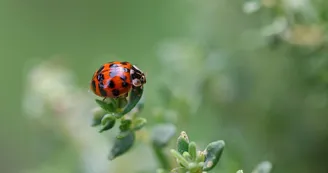 Coccinelle Coccinelle