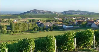 Domaine-Michel-Thomas-et-Fils1 Domaine-Michel-Thomas-et-Fils1