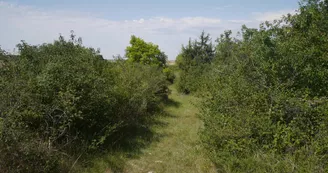 L'espace naturel sensible de la Pelouse de Grand Vau