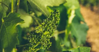 Vignes et grappes