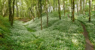 Forêt domaniale de Châteauroux