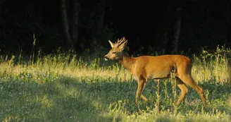 Forêt domaniale de Châteauroux