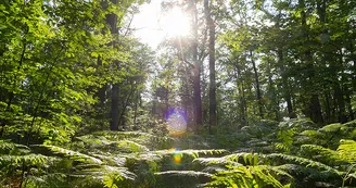 Forêt domaniale de Châteauroux